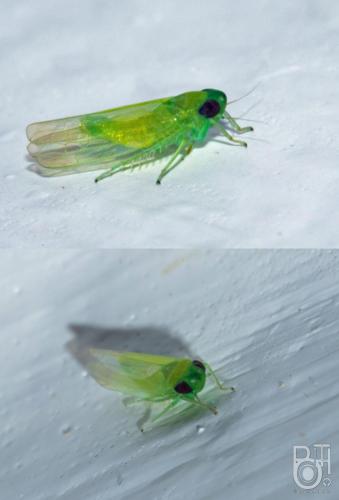 Empoascini